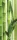 Bamboo öntapadós poszter, fotótapéta (91 x 211 cm)