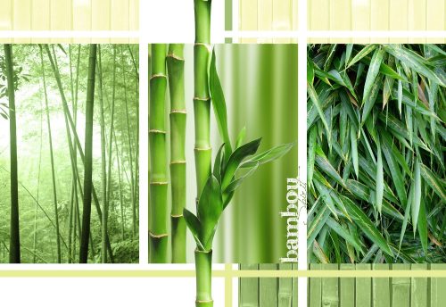 Bamboo poszter, fotótapéta Vlies (208 x 146 cm)
