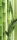 Bamboo poszter, fotótapéta (91 x 211 cm)