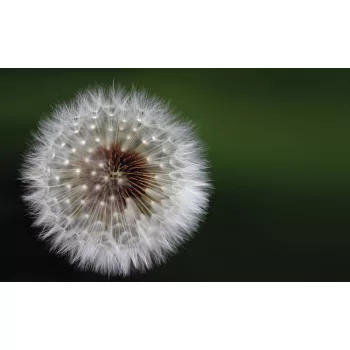 Pitypang poszter, fotótapéta