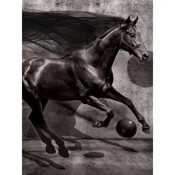 Ló poszter, fotótapéta (184 x 254 cm)