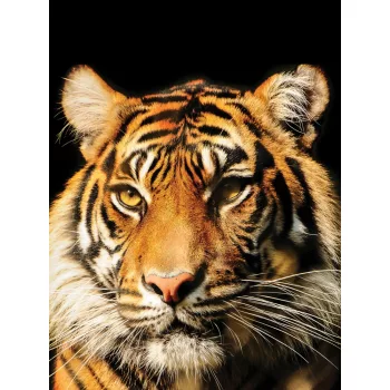 Tigris poszter, fotótapéta (184 x 254 cm)