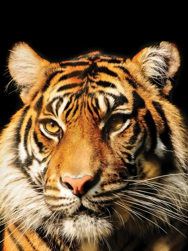 Tigris poszter, fotótapéta, Vlies  (184x254 cm, álló)