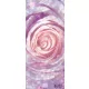 Rózsa öntapadós poszter, fotótapéta (91 x 211 cm)