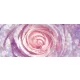 Rózsa poszter, fotótapéta (250 cm x 104 xm)