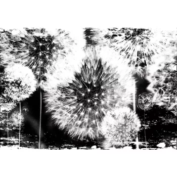 Pitypang poszter, fotótapéta