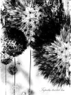 Pitypang vlies poszter, fotótapéta (206 x 275 cm)