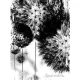 Pitypang vlies poszter, fotótapéta (206 x 275 cm)