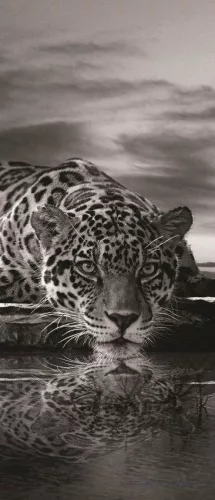 Jaguár öntapadós poszter, fotótapéta (91 x 211 cm)