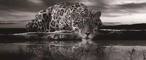Jaguár poszter, fotótapéta (250 x 104 cm)