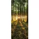Erdő öntapadós poszter, fotótapéta (91 x 211 cm)