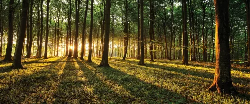Erdő poszter, fotótapéta (250 cm x 104 xm)
