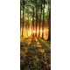 Erdő öntapadós poszter, fotótapéta (91 x 211 cm)