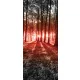 Erdő öntapadós poszter, fotótapéta (91 x 211 cm)