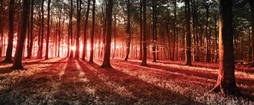 Erdő poszter, fotótapéta (250 cm x 104 xm)