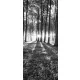 Erdő poszter, fotótapéta (91 x 211 cm)