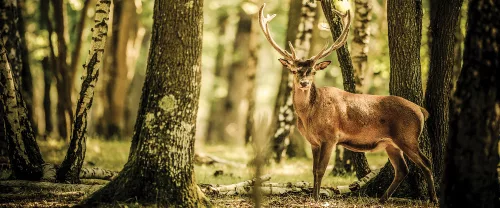 Szarvas az erdőben poszter, fotótapéta (250 cm x 104 xm)