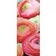 Rózsák öntapadós poszter, fotótapéta (91 x 211 cm)