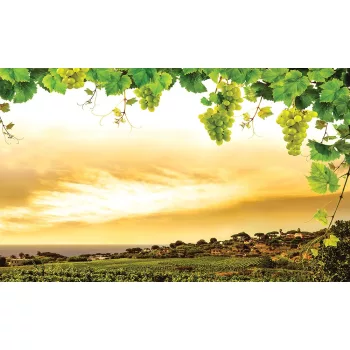 Borvidék poszter, fotótapéta