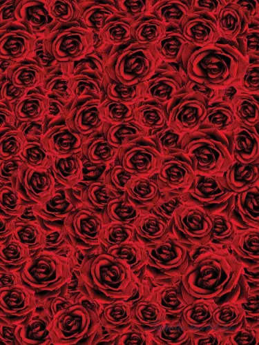 Rózsák vlies poszter, fotótapéta (206 x 275 cm)