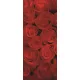 Rózsák poszter, fotótapéta (91 x 211 cm)
