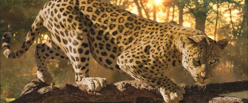 Jaguár poszter, fotótapéta (250 x 104 cm)