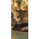 Jaguár poszter, fotótapéta (91 x 211 cm)