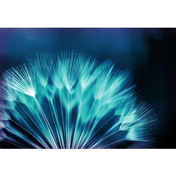 Pitypang poszter, fotótapéta