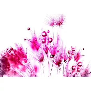 Pitypang poszter, fotótapéta