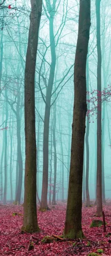 Erdő öntapadós poszter, fotótapéta (91 x 211 cm)