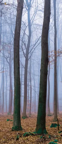 Erdő öntapadós poszter, fotótapéta (91 x 211 cm)