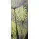 Pitypang öntapadós poszter, fotótapéta (91 x 211 cm)
