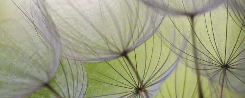 Pitypang poszter, fotótapéta (250 x 104 cm)