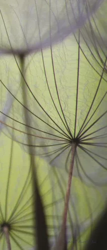 Pitypang poszter, fotótapéta (91 x 211 cm)