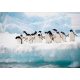Pingvinek poszter, fotótapéta Vlies (152,5 x 104 cm)