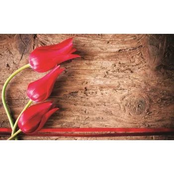 Tulipánok poszter, fotótapéta