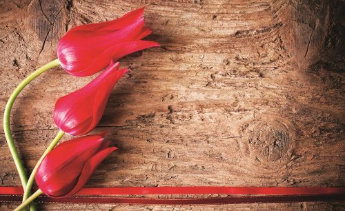 Tulipánok poszter, fotótapéta, Vlies (104 x 70,5 cm)