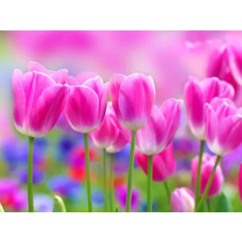 Tulipánok poszter, fotótapéta