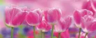 Tulipánok poszter, fotótapéta (250 x 104 cm)