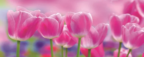 Tulipánok poszter, fotótapéta (250 x 104 cm)