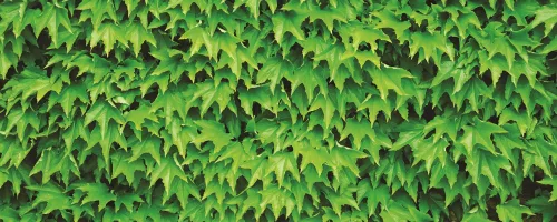 Borostyán poszter, fotótapéta (250 x 104 cm)