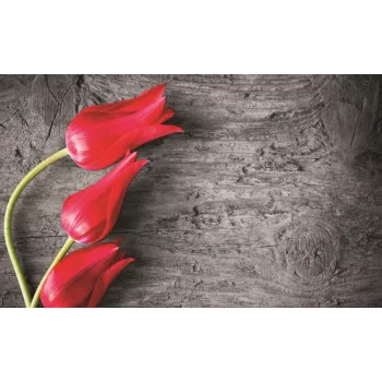 Tulipánok poszter, fotótapéta