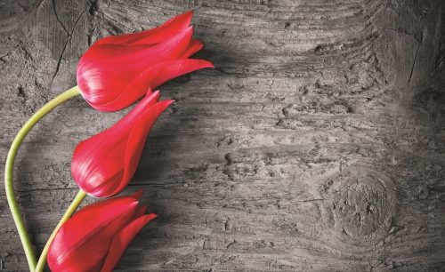 Tulipánok poszter, fotótapéta (256 x 184 cm)