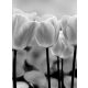 Tulipánok poszter, fotótapéta, Vlies  (206x275 cm, álló)
