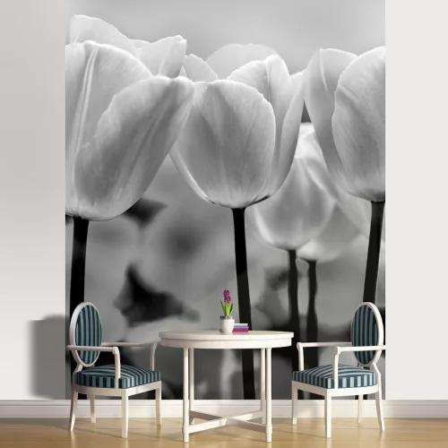Tulipánok poszter, fotótapéta (184 x 254 cm)