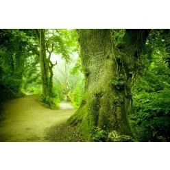 Magic forest poszter, fotótapéta