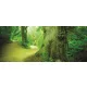 Erdő poszter, fotótapéta (250 cm x 104 xm)