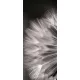 Pitypang öntapadós poszter, fotótapéta (91 x 211 cm)