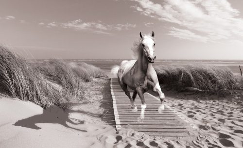 Ló a parton poszter, fotótapéta (256 x 184 cm)