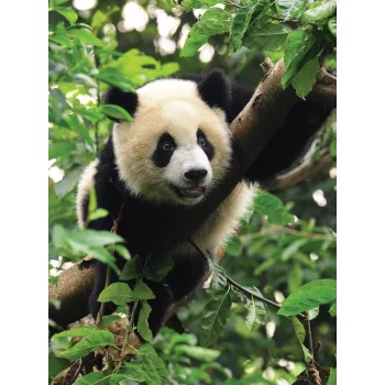 Panda poszter, fotótapéta (184 x 254 cm)